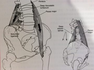 多裂筋と腸腰筋